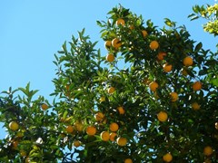 oranges.jpg