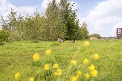 Verkocht: Bernard de Wildestraat 604, 4827 EH Breda