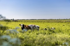 Verkocht: Korenbloem 93, 3227 BB Oudenhoorn