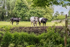 Verkocht: Dorpsdijk 38, 3161 KG Rhoon