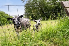 Verkocht: Dorpsdijk 38, 3161 KG Rhoon