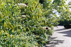 Verkocht: Kortedijkje 7, 3235 XB Rockanje