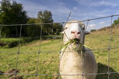 Onder bod: Reijerweg 4, 2983 AT Ridderkerk