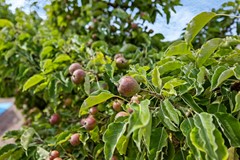 Gerben van Tuinenstraat 35 Sint Jacobiparochie-42.jpg