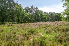 Dorotheagaarde561403JWBussumNL-35.jpg