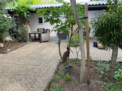 IMG_6100.jpg