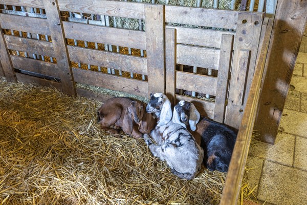 Medium property photo - Wad 20, 9843 DA Grijpskerk