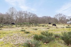 DeSavorninLohmanlaan77DenHaag50.jpg