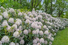 Koop: Elsenburg 11, 3813 RD Amersfoort