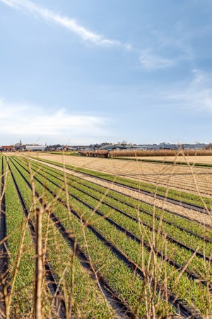 Medium property photo - Regenvlietweg 47, 2191 BB De Zilk