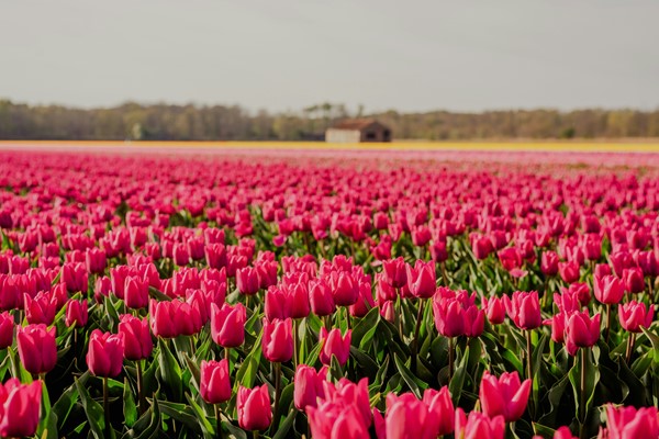 Medium property photo - Molenlaan 41, 2181 GE Hillegom