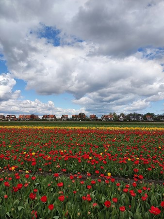 Medium property photo - Molenlaan 41, 2181 GE Hillegom