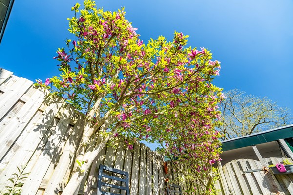 Medium property photo - Punterwerf 5, 2317 EE Leiden