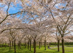 amsterdamse-bos-bloesem.jpeg