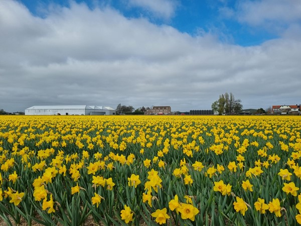 Medium property photo - Torenlaan 11, 2215 RW Voorhout