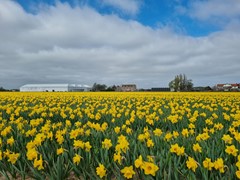 Nieuw in verkoop: Torenlaan 11, 2215 RW Voorhout