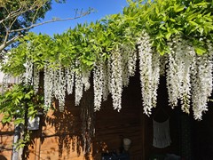 Nieuw in verkoop: Laurierhof 35, 2215 VN Voorhout