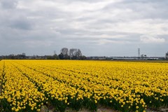 Verkocht: Havenzicht 21, 2171 GV Sassenheim