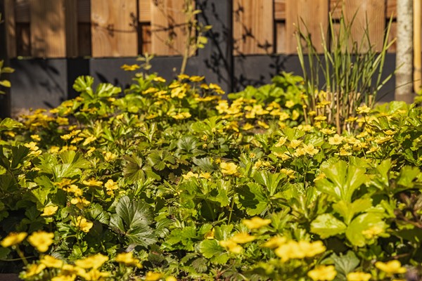 Medium property photo - Damhertstraat 14, 4715 SN Rucphen