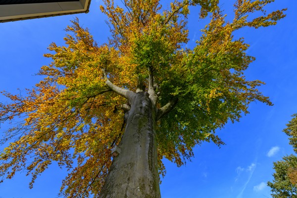 Medium property photo - Klein Canada 55, 7361 CG Beekbergen