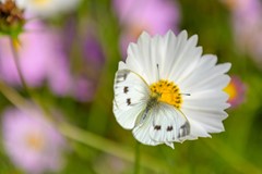 Nieuw in verkoop: Ruitersmolenweg 35, 7361 CB Beekbergen