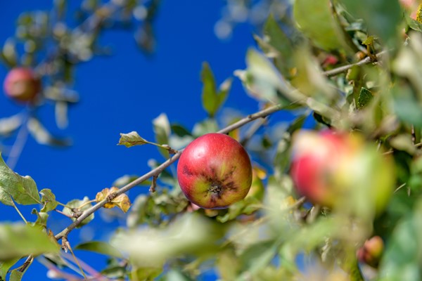 Medium property photo - Ruitersmolenweg 35, 7361 CB Beekbergen