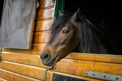Koop: Paalbergweg 16, 7351 AG Hoenderloo