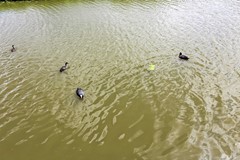 Westerkogge - kavel 131 - 21.jpg