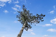 Westerkogge - kavel 62 - 13.jpg