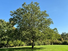 Huur:Rijksstraatweg, 6574 AB Ubbergen - Foto