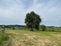 IMG_6341.jpg