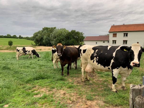 Medium property photo - Harles 10, 6294 NG Vijlen