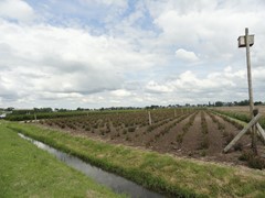 Koop:Veldweg, 2461 GE Ter Aar - Foto