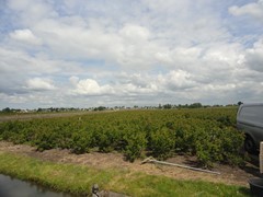 Koop:Veldweg, 2461 GE Ter Aar - Foto