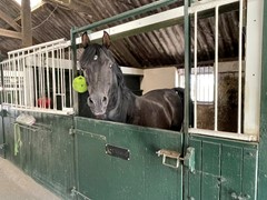 IMG_5247.JPEG