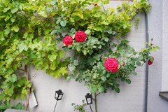 411Schoondijke Damstraat 4  (35).JPG