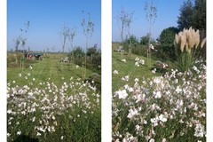 404aCombifoto tuin 1.jpg