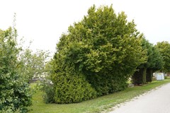 505Nieuwvliet Ter Moere 4.JPG