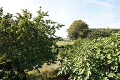 410Aardenburg Landstraat 2 (31).JPG