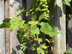 408IMG_8104.JPEG