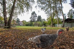 Te koop: Oude Thornerweg 13, 6097NB Heel