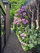 Tuin (1).jpg