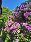 Tuin (2).jpg