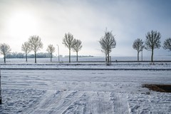 Aronskelk - 6 - Luttelgeest-3.jpg