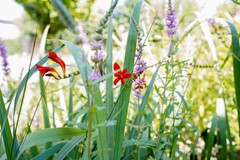 44c.jpg