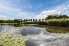 20250801, Volantestraat 33 Hellevoetsluis, Mansion Makelaardij (42 of 43).jpg