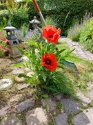 Koninginneweg 2 Zuid-Beijerland foto eigenaar 16.jpg