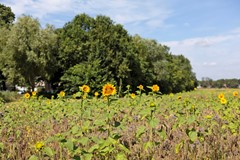 35_PUTTERSHOEK_3297_XE_Hazelaarstraat_27.jpg
