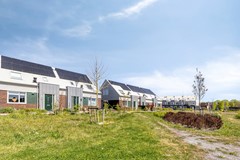 Koolzaad391747EWTuitjenhornNL-01.jpg