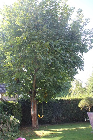 Medium property photo - Amerlaan 9, 5626 BR Eindhoven